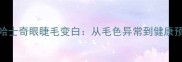现象描述哈士奇眼睫毛变白从毛色异常到健康预警的深度