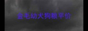 金毛幼犬狗粮平价
