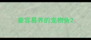 最容易养的宠物鱼