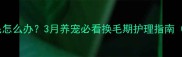 哈士奇三月掉毛怎么办3月养宠必看换毛期护理指南附防秃秘籍