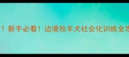 边牧几个月训练最听话新手必看边境牧羊犬社会化训练全攻略附视频教程