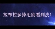 拉布拉多掉毛能看到皮
