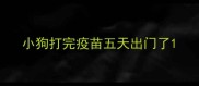 小狗打完疫苗五天出门了