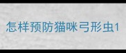 怎样预防猫咪弓形虫