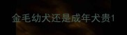 金毛幼犬还是成年犬贵