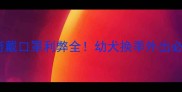 哈士奇戴口罩利弊全幼犬换季外出必看