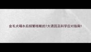 金毛犬喝水后频繁咳嗽的7大诱因及科学应对指南