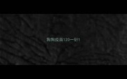 狗狗疫苗120一针
