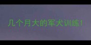 几个月大的军犬训练