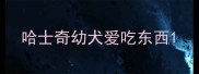 哈士奇幼犬爱吃东西
