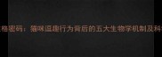 科学猫咪性格密码猫咪逗趣行为背后的五大生物学机制及科学养护指南