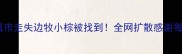 紧急求助宜昌市走失边牧小棕被找到全网扩散感谢每一位扩散者