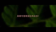 呆萌可爱萌宠拉布拉多