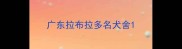 广东拉布拉多名犬舍