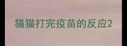 猫猫打完疫苗的反应