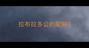 拉布拉多公的配种