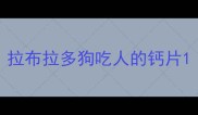 拉布拉多狗吃人的钙片