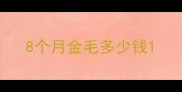 8个月金毛多少钱