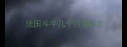 法国斗牛几个月爆头